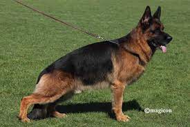 Willy vom Kuckucksland